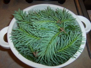 about a half gallon of fresh spruce tips, gathered a bit later in the year than the previous batch
